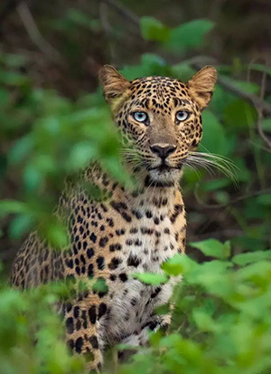 tarakshu the jungle resort about image