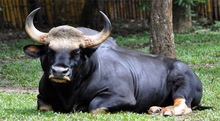 Indian Bison (Vanbhasa)