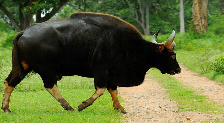 Indian Bison (Vanbhasa)