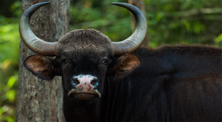 Indian Bison (Vanbhasa)