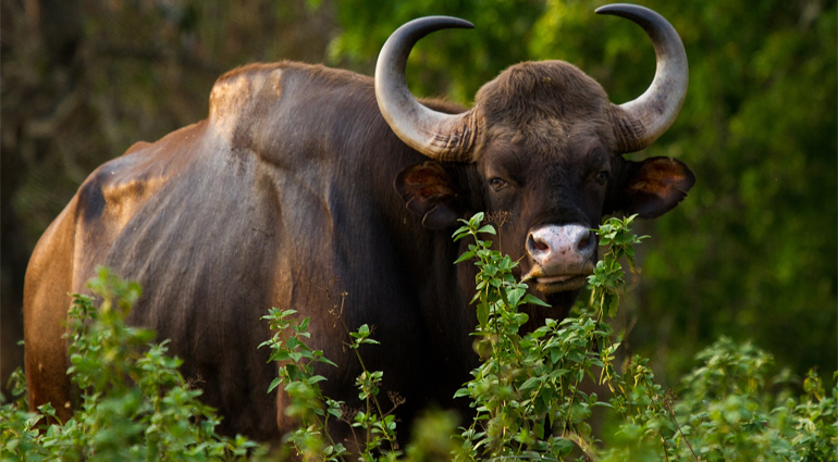 Indian Bison (Vanbhasa)