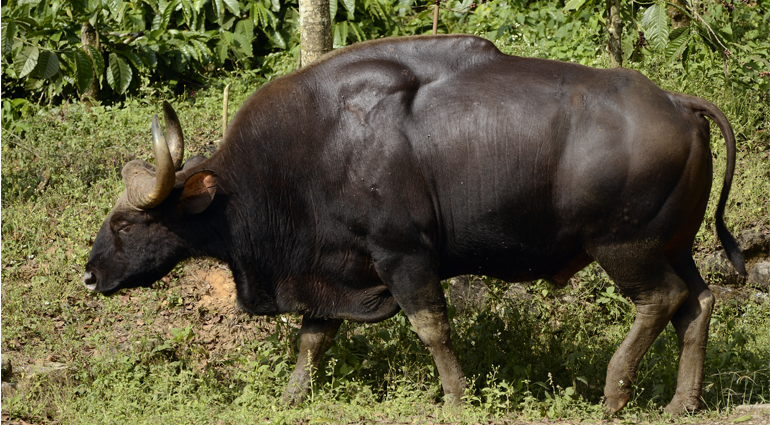 Indian Bison (Vanbhasa)