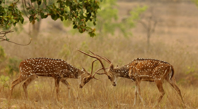 Spotted Deer (Hiran)