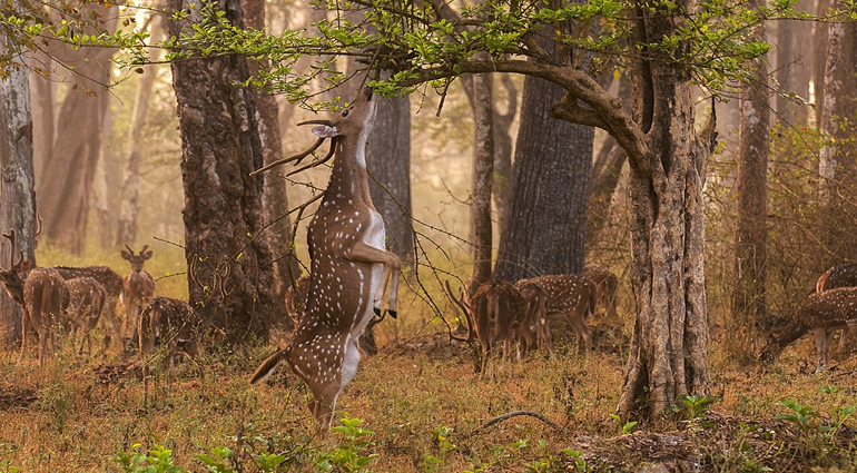 Spotted Deer (Hiran)