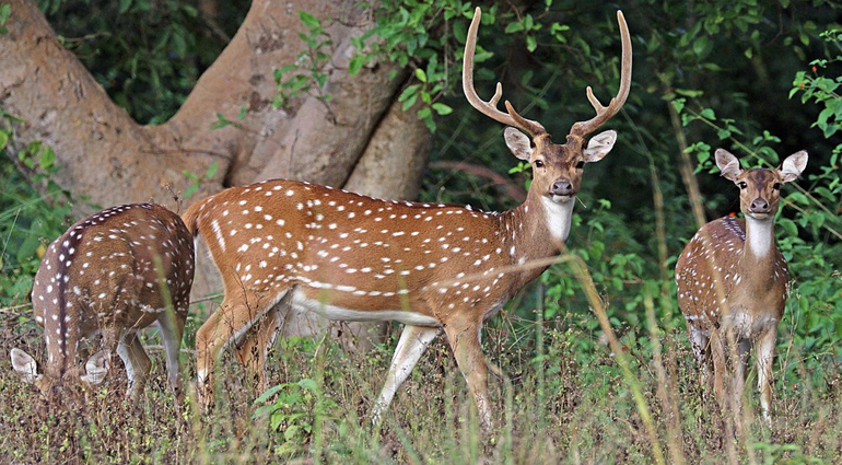 Spotted Deer (Hiran)