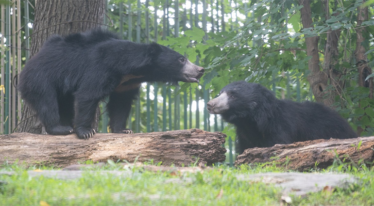 Sloth Bear (Bhalu)