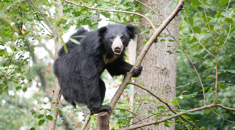 Sloth Bear (Bhalu)