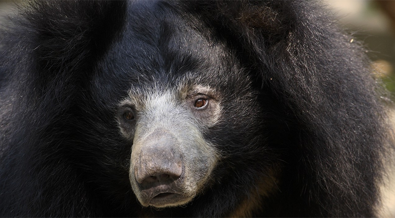Sloth Bear (Bhalu)