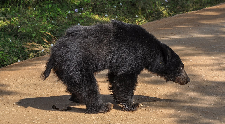 Sloth Bear (Bhalu)
